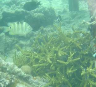 Koralle direkt am Steg