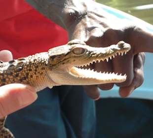 Keines Krokodil auf dem Bentota Fluss.