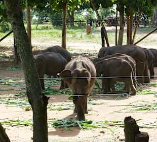 Elefantenwaisenhaus