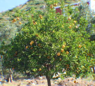 Orangenbaum