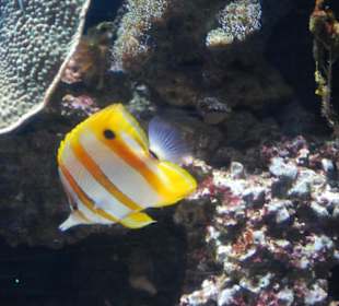 Bunter Fisch