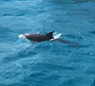 Delfin Tour Hurghada