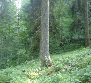 Parcul Natural Apuseni