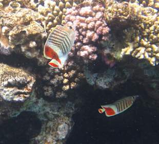 Rotmeer-Winkelfalterfische