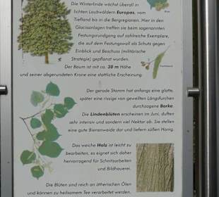 Wintgerlinde