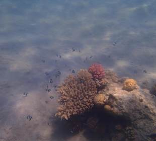 Fischgetümmel am Hausriff