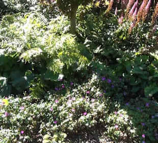 Paradies - Berggarten