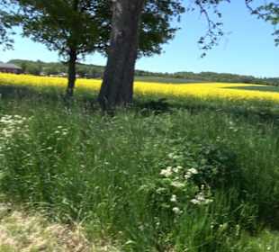Historischer Rundgang Magolsheim