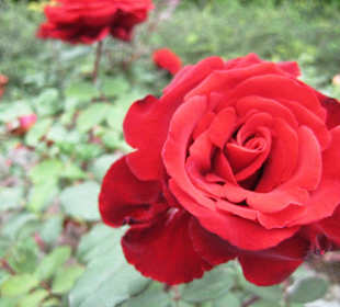 Blumeninsel Mainau