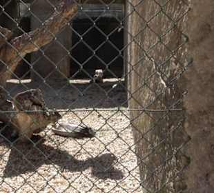 Malta Falconry Centre