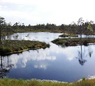 Bohlenweg durchs Kemeru-Moor
