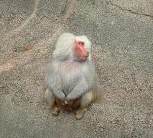 Pavian in Hagenbecks Zoo