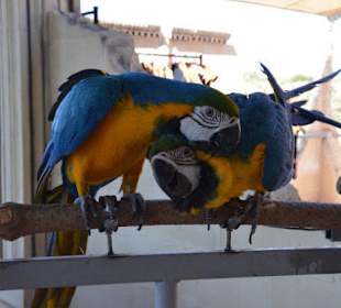 Papugi przy recepcji