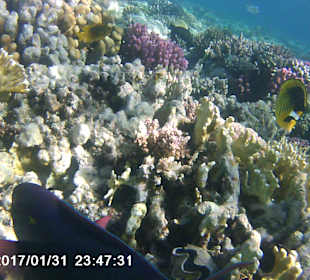 Schnorcheln Makadi Bay