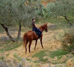 Zwischen Olivenbäumen