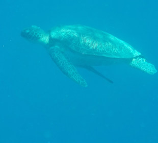 Schnorcheln Marsa Alam