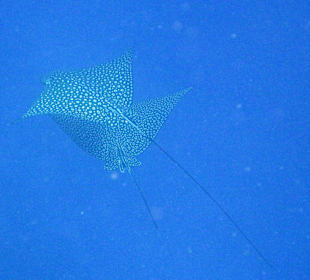 Zwei Adlerrochen! Glück braucht man!