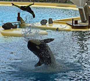 Orca - Show in Loro Parque