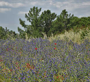 Blumenwiesen am Ufer des Lac de la Raho