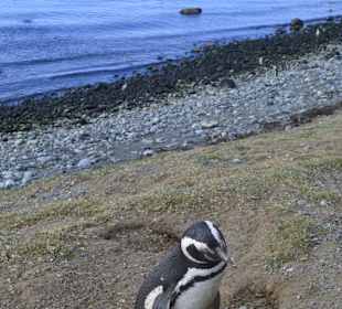 Park Narodowy Isla Magdalena