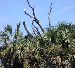 Einheimische Vögel im Park