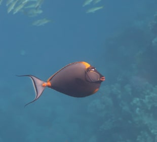 Schnorcheln Marsa Alam