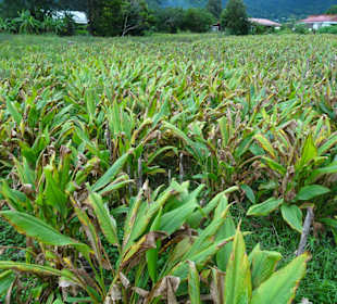 Curcuma-Plantage neben dem Maison du Curcuma