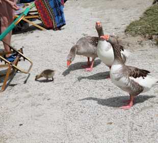 Озеро Курнас 