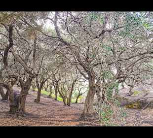 Umland/Olivenwälder