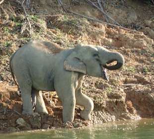 Kleiner wilder Elefant am Ufer