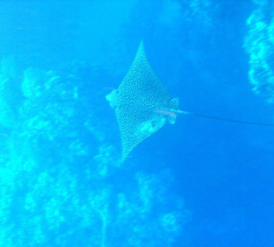 Adlerrochen in der Coraya Bay