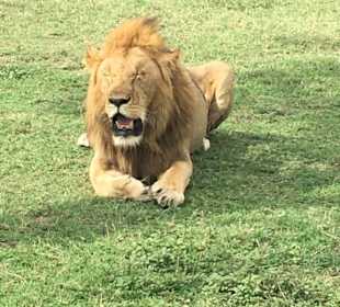 Löwe in Masai Mara