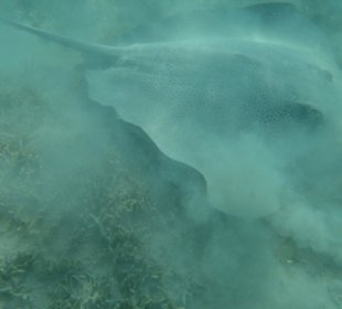 Leopardenstachelrochen