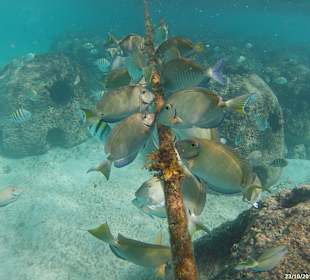 Schnorcheln Bayahibe