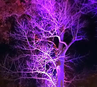 Christmas Garden Stuttgart