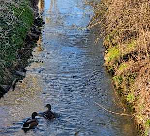 Enten