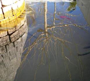 Fische im Teich