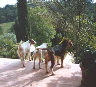 Hundeurlaub in der Maremma