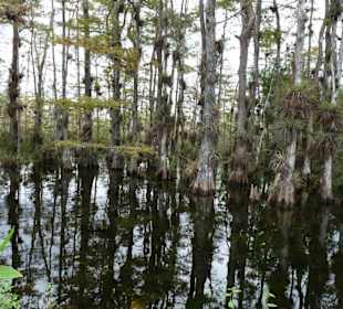 Cyprress National Preserve