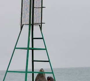 Ausflug Ballestas Inseln