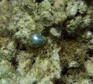 Sailor's eyeball