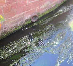 Niederbronn les Bains