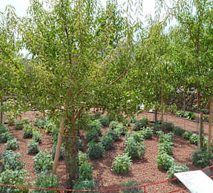 Die Pyramiden von Güimar