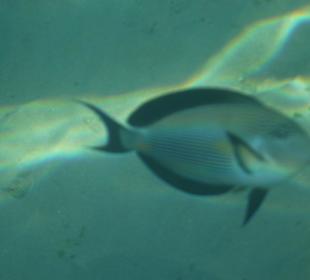 Unterwasseraufnahme am Hausriff