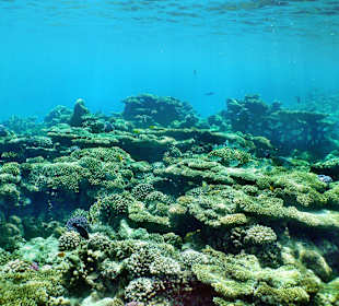 Korallenriff