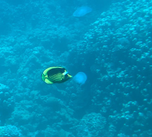 Glasbodenboot Tour Seascope Makadi Bay