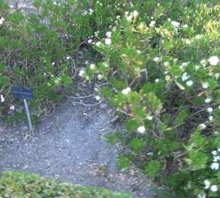 Real Jardín Botánico de Madrid