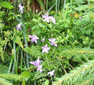 Parcul Natural Apuseni