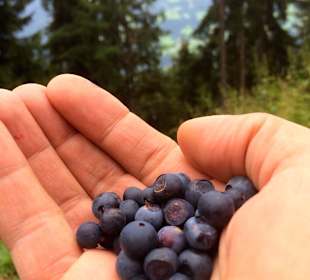 Heidelbeeren, Zillertaler Höhenstraße