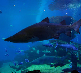 Fütterungszeit im riesiegen Aquarium